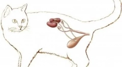 Choroby zapalne układu moczowego: jakie torbiec w kotach i jak się go pozbyć